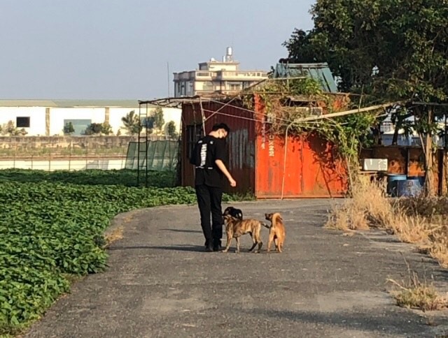 【動物友善】流浪犬的數量怎麼如今還是減不下來?飼養流浪犬又該了解什麼呢?