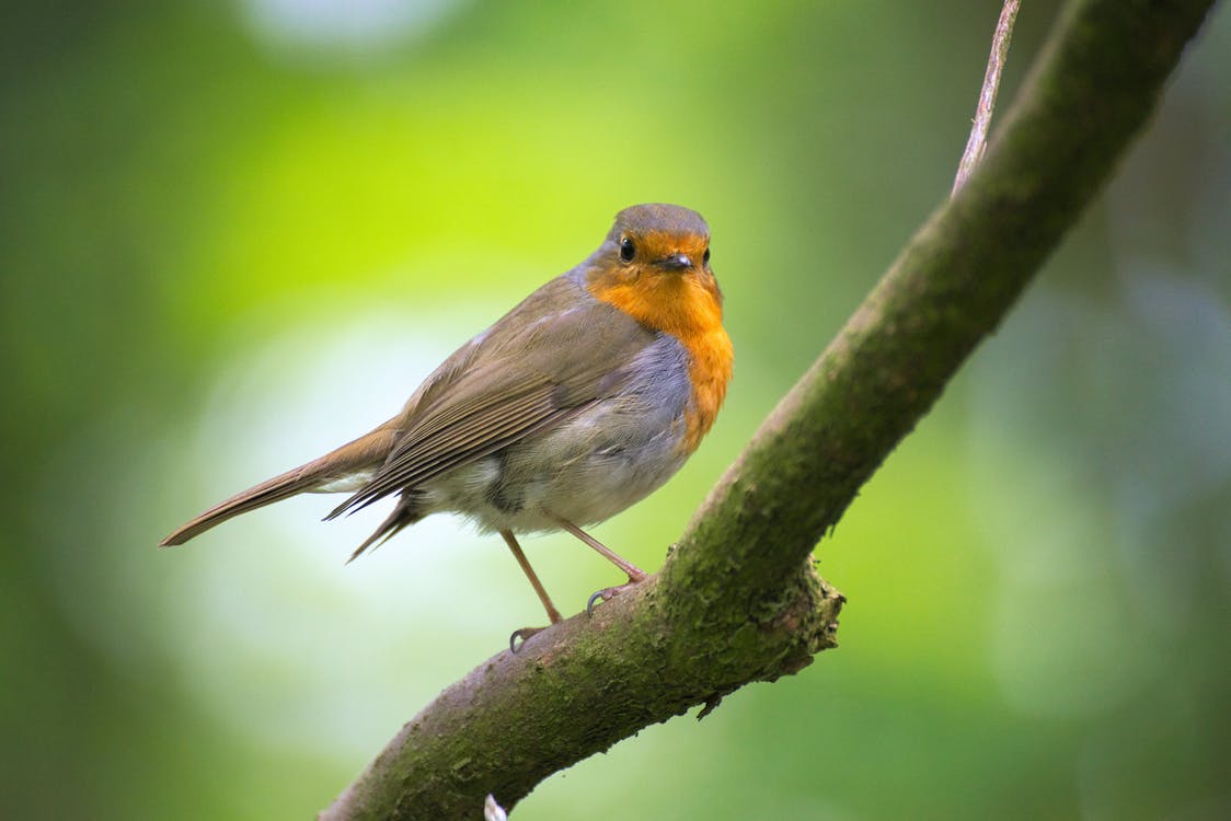 【動物友善】撞到玻璃也太痛了吧?什麼?!鳥類也會?