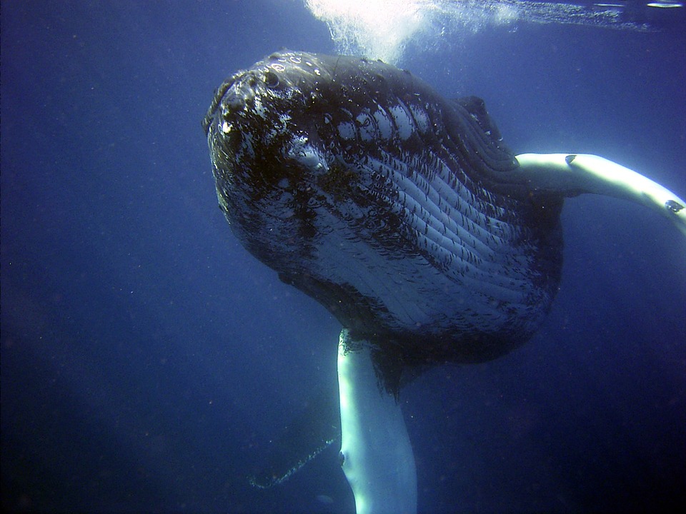 【動物友善】還只認為鯨魚特點只是全世界最大動物之一嗎? 鯨魚對於減碳可說是少不了牠!