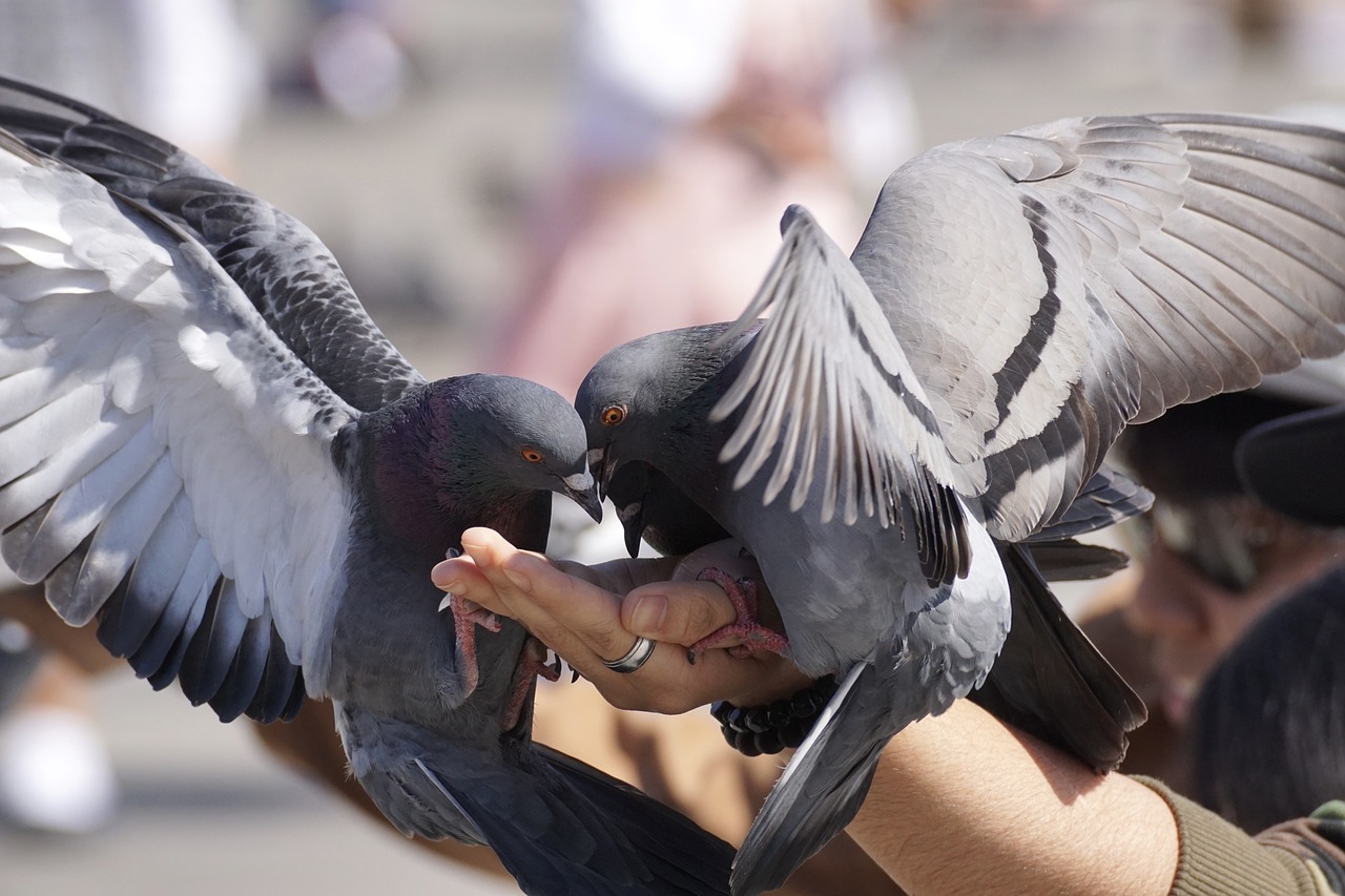 【動物友善】動物的搶食行為竟是人類餵食造成?餵食野生動物後果居然如此嚴重!