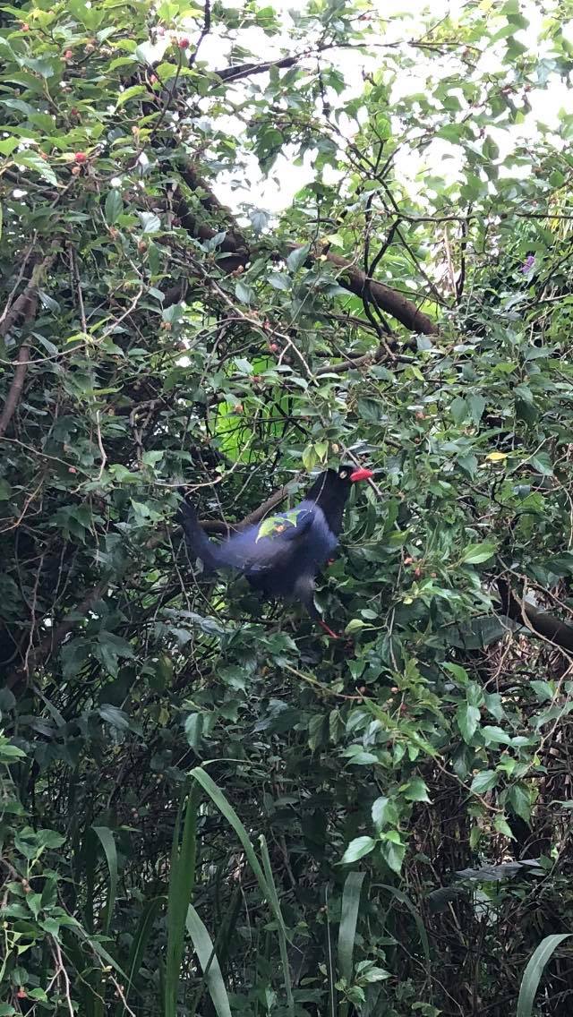【動物友善】臺灣藍鵲以後恐血統不正?現今面臨著外來種紅嘴藍鵲侵襲!