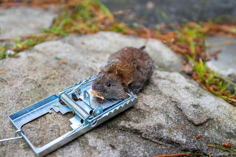 【動物友善】因捕獸夾而死亡的動物不計其數，為何捕獸夾仍使用如此頻繁?