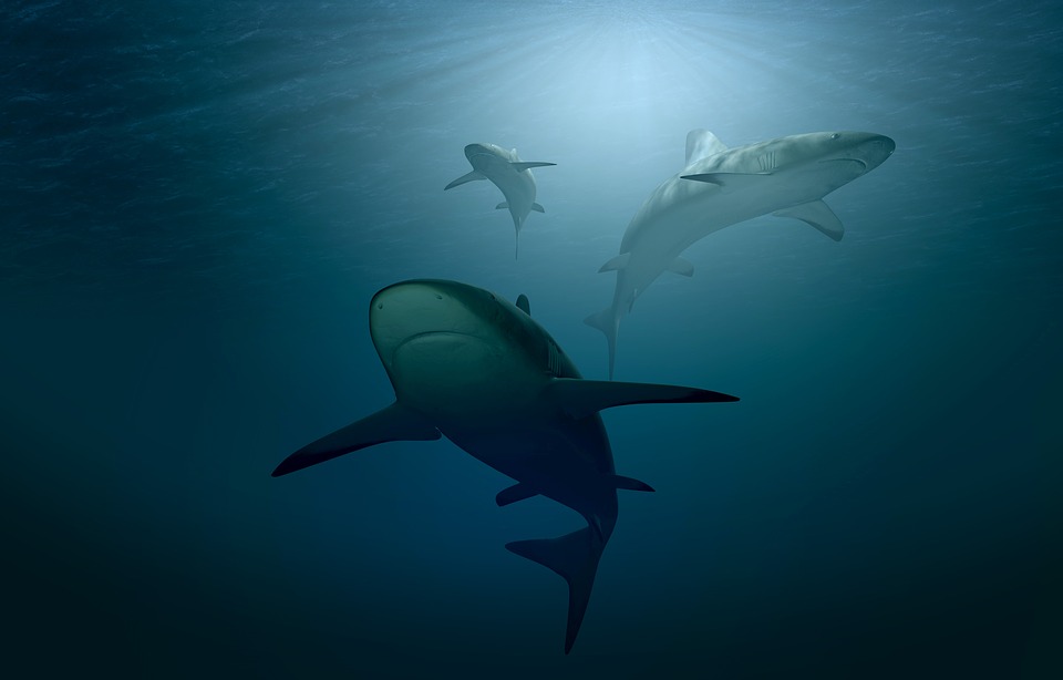 【動物友善】鯊魚並不像電影如此恐怖!牠們是美麗的海洋生物