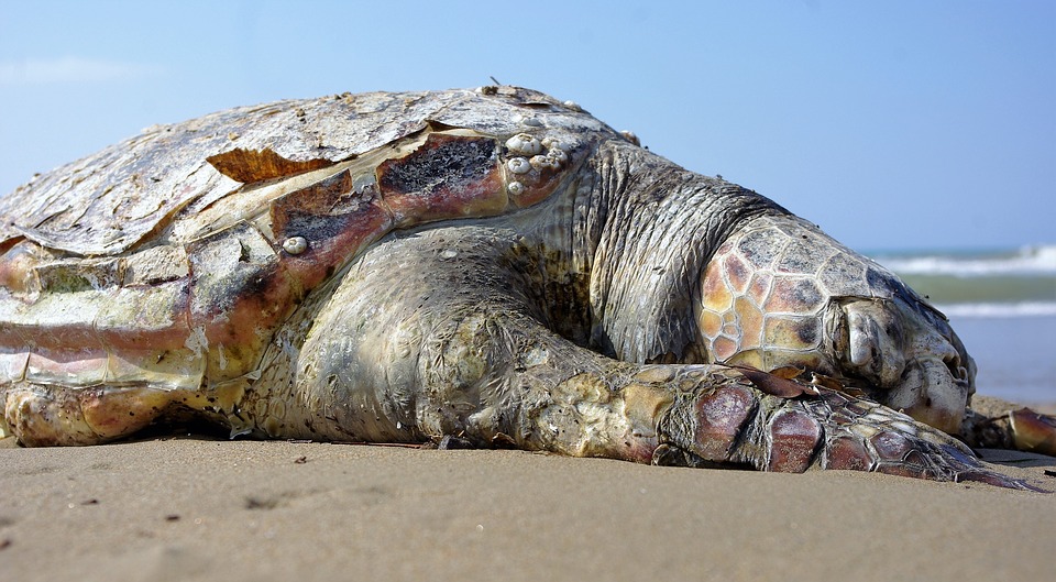 【動物友善】觸摸海龜可能導致牠們死亡?!到底為什麼不能觸摸海龜?
