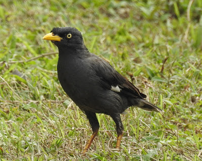 【動物友善】街頭上常見的大量八哥居然是外來種!?台灣八哥都到哪去了?