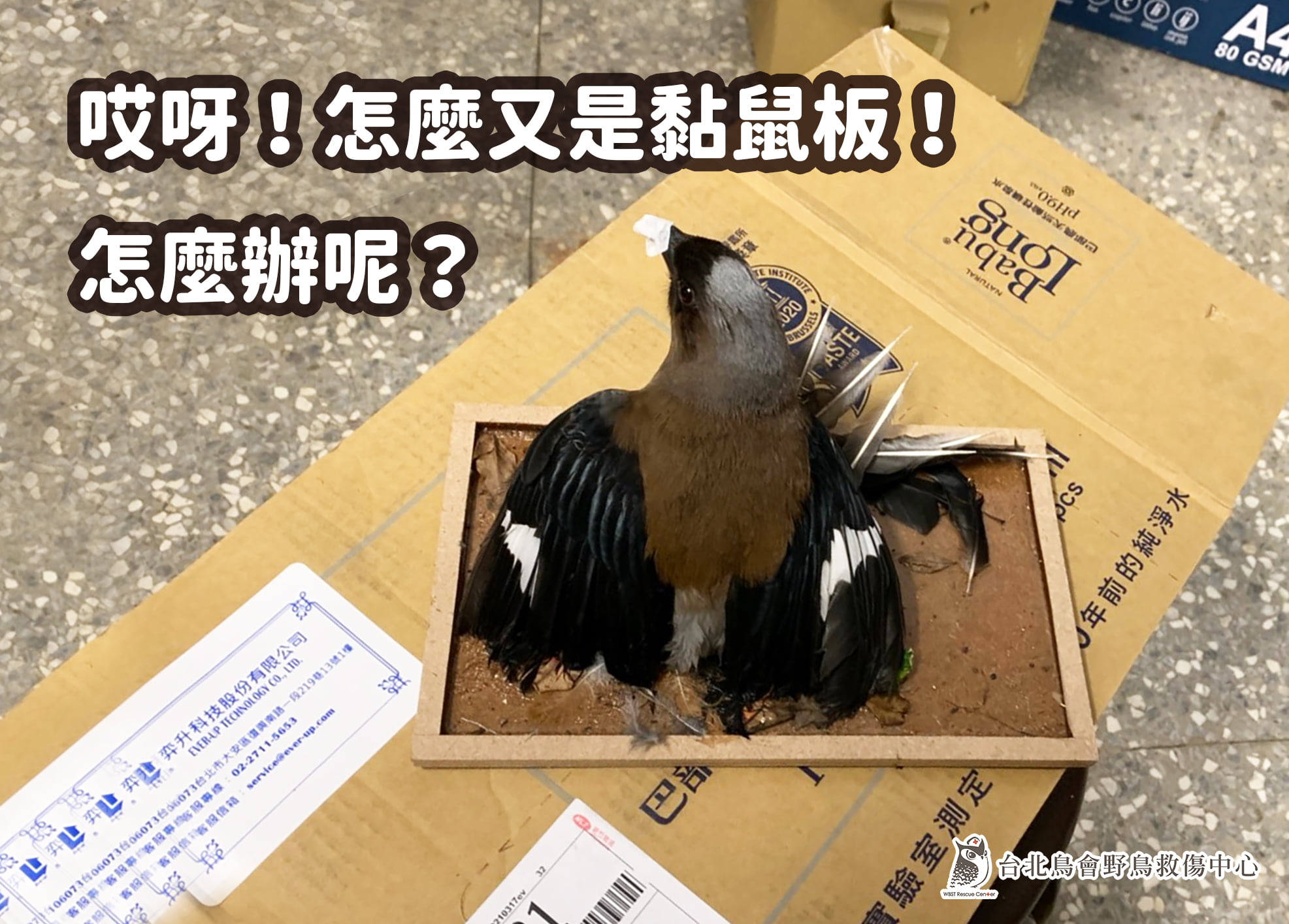 【野鳥救傷】造到黏鼠版沾黏的野鳥該如何進行急救?