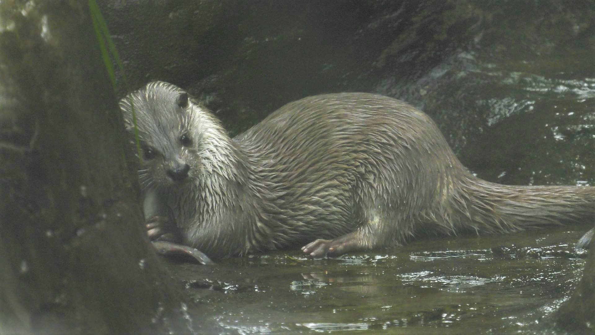 【動物友善】金門也有水獺?然而現在正面臨生存危機!