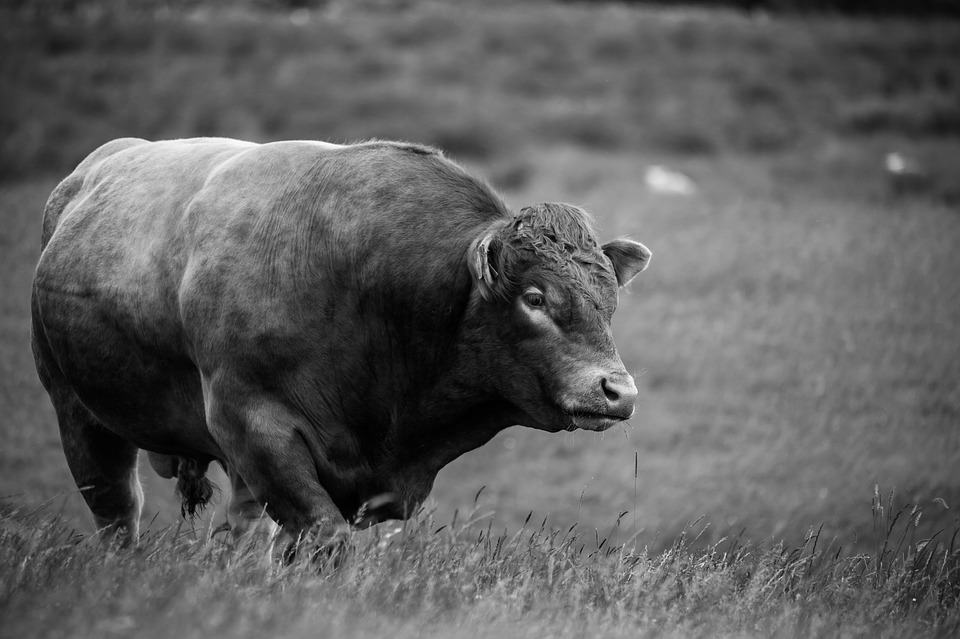 【動物友善】農場動物都在毫無痛苦狀態下死去，你還這麼如此認為嗎?